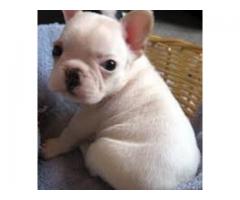 male and female french bull puppies